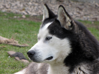 Huskies Erleben